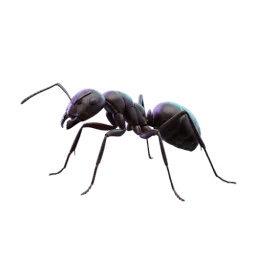 Fourmi noire (Lasius niger) — Traitement anti-fourmis professionnel à Paris et Île-de-France par Kosmos 3D