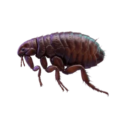 Puce (Ctenocephalides) — Traitement anti-puces professionnel à Paris et Île-de-France par Kosmos 3D