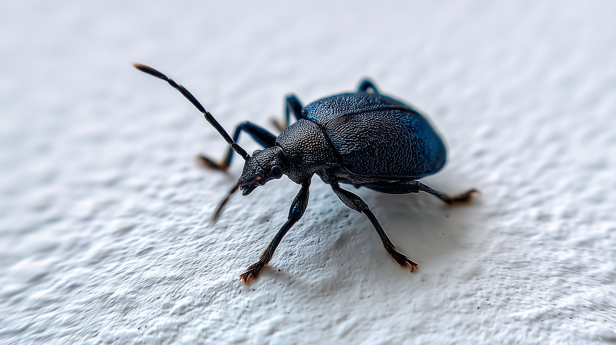 Punaise de lit progressant sur un mur : les insectes circulent d'un logement à l'autre par les cloisons et les gaines